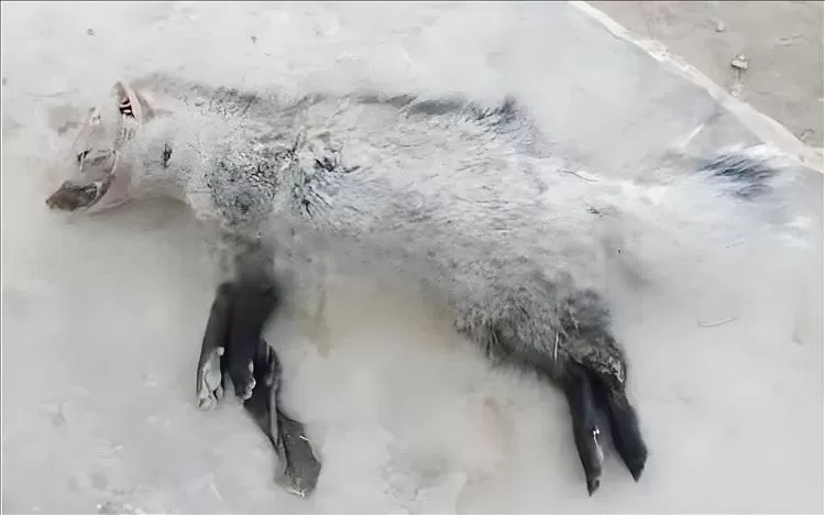 كلب يكشف عن عطر نادر في أبين: العثور على حيوان الزباد لأول مرة