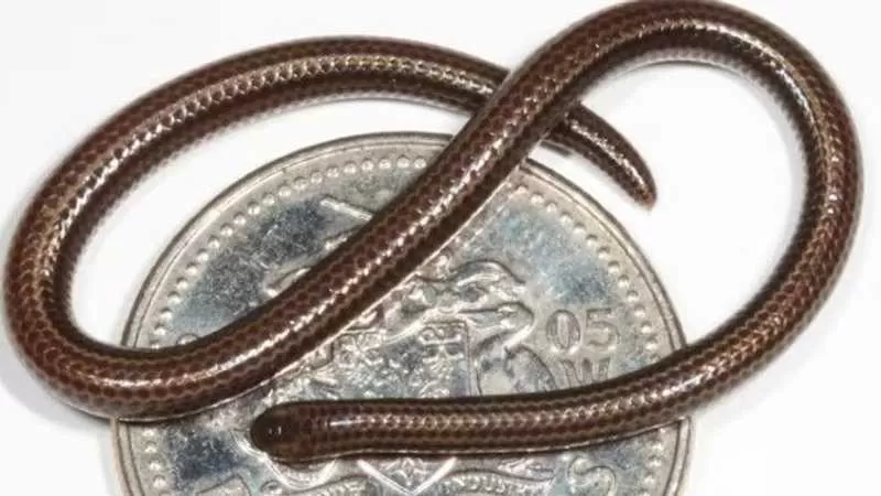 بعد اختفاء 20عاماً.. أصغر ثعبان في العالم يظهر مجددا