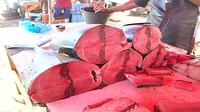 مواطنون بعدن: شراء السمك بعيد المنال وأكله صار حلما وهو امامنا