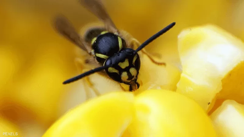 ليس خيالاً ووهم .. دبور يرشد العلماء لـ"سرّ" إبطاء زمن الشيخوخة