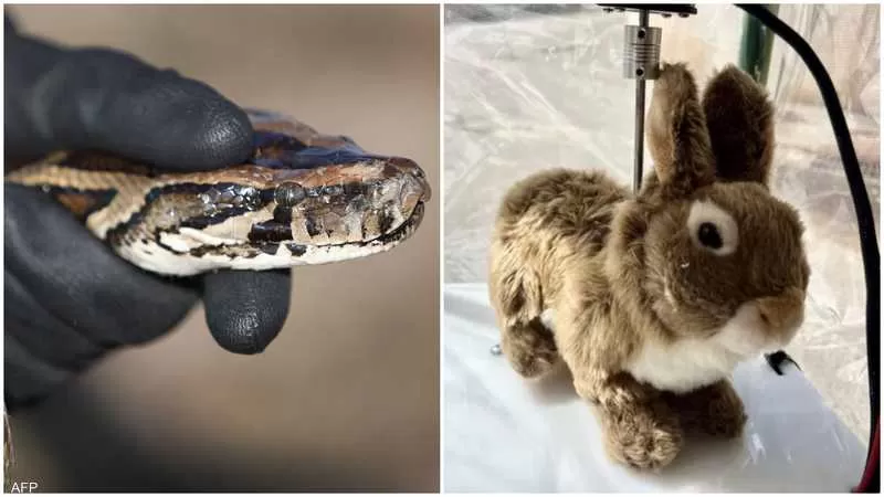 فلوريدا.. تبتكر أرانب روبوتية للقضاء على الثعابين المفترسة الغازية