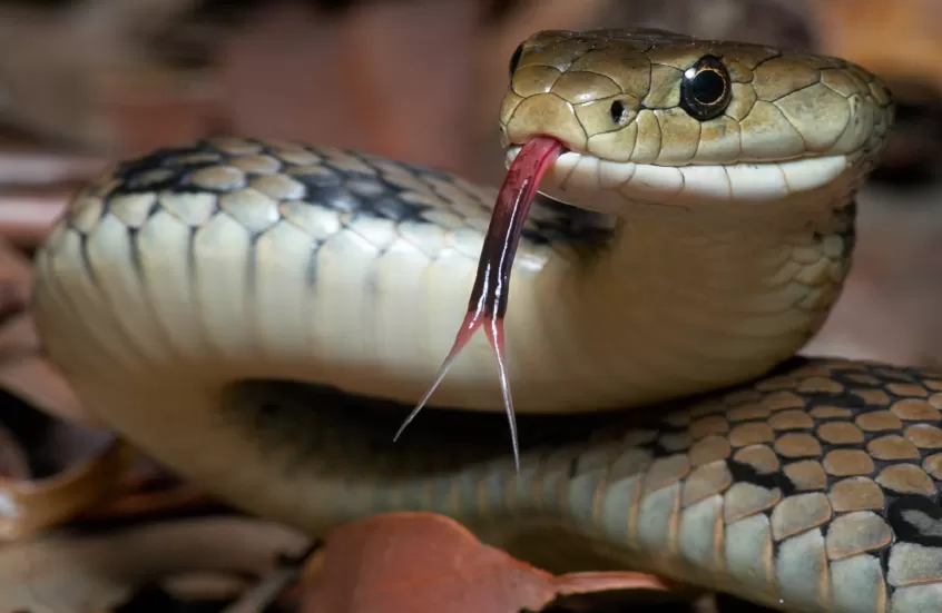 لدغات ثعابين تقتل 4 أشقاء أثناء نومهم في حجة