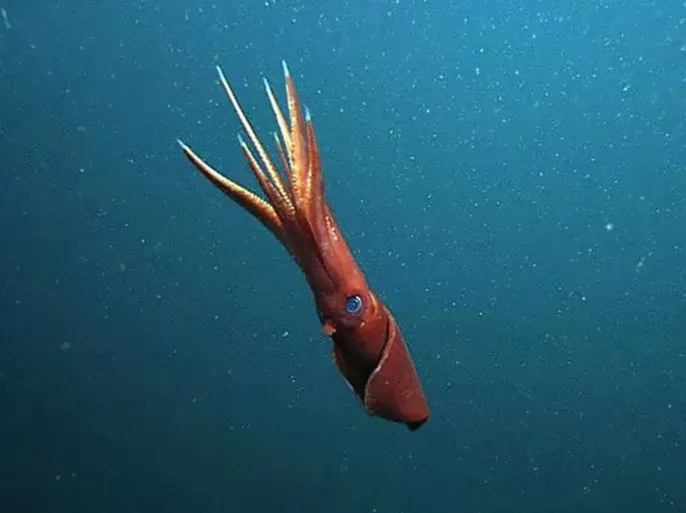 اليمن تقر فتح موسم اصطياد الحبار في المياه الإقليمية الخاصة بها