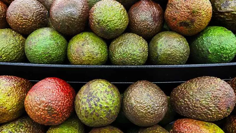 تناول ثمرة واحدة من الأفوكادو يوميا تغير حياتك.. وهذه النتيجة
