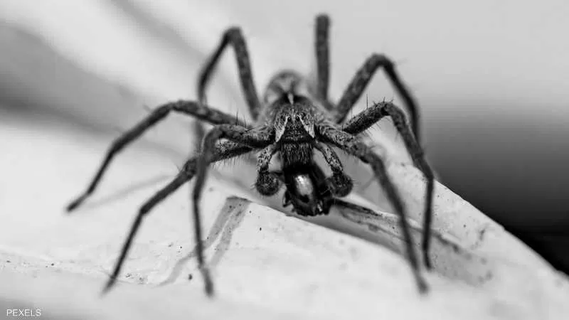 "نهاية قاسية" لرجل اشترى عنكبوتا ساما عبر الإنترنت