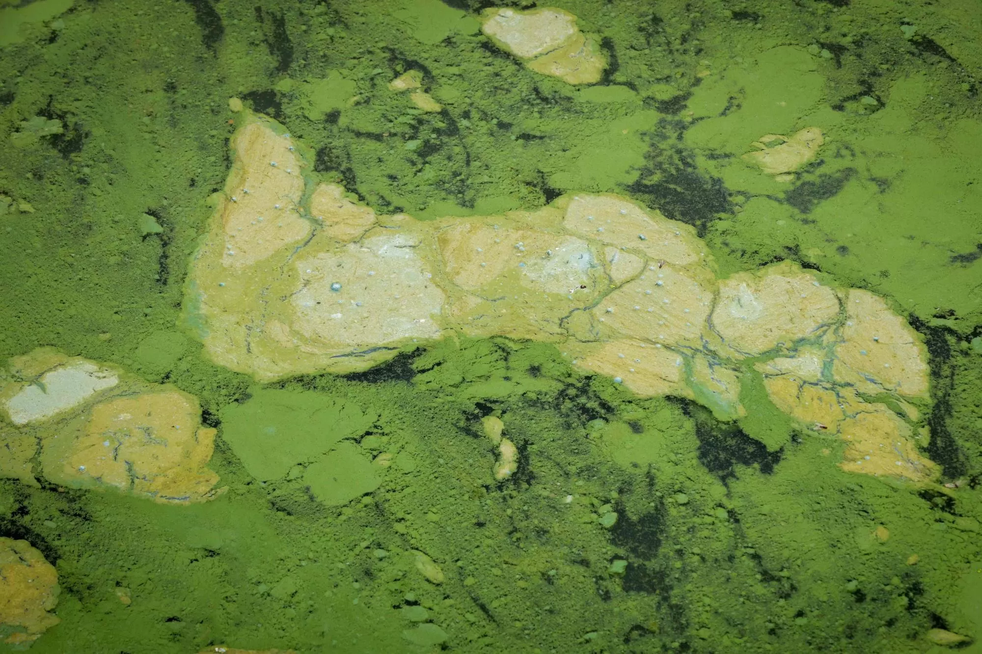 الطحالب السامة تنتشر بأكبر بحيرة في المملكة المتحدة