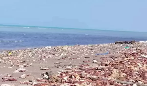 اليمن: نفوق جماعي لأحياء بحرية جنوبي الحديدة بسبب تقلبات طبيعية